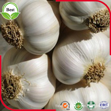 New Crop Fresh Garlic